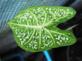 caladium bicolor qeen of leafe ótima planta para jardim foto