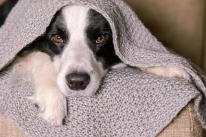 cachorrinho engraçado border collie deitado no sofá sob cachecol de malha quente dentro de casa. cachorro se destaca debaixo da manta. retrato de cachorro outono inverno ou outono. conceito de clima frio de humor hygge. foto