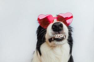 rua conceito de dia dos namorados. engraçado cachorrinho border collie em óculos em forma de coração vermelho isolados no fundo branco. lindo cachorro apaixonado comemorando o dia dos namorados. amo o cartão postal de romance apaixonado. foto