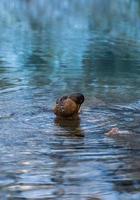 digna pato-real fêmea limpando penas e bebendo água fria do lago da montanha. pássaros nadando no lago preto tatras no parque nacional na polônia. alp paisagem de alta montanha ao fundo. foto