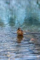 digna pato-real fêmea limpando penas e bebendo água fria do lago da montanha. pássaros nadando no lago preto tatras no parque nacional na polônia. alp paisagem de alta montanha ao fundo. foto