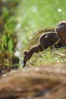 fechar patos, expressões de patos no campo foto