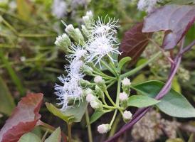 flores brancas perto de uma lagoa conhecida como chromolaena odorata, eupatorium odoratum, osmia odorata. chromolaena odorata é usada como medicamento tradicional no vietnã. foto