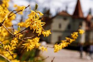 arbusto florido amarelo com castelo turva na distância. foto