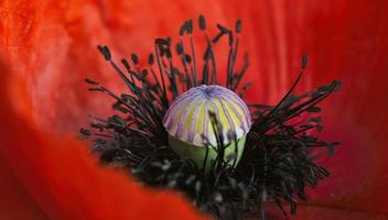 abelha na flor vermelha foto