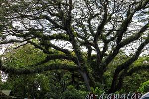 panorama da floresta protegida de djawatan benculuk banyuwangi, indonésia foto