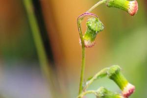 sintrong crassocephalum crepidioides é um tipo de planta pertencente à tribo asteraceae. esta planta é comumente encontrada como erva daninha em beira de estradas, em jardins foto