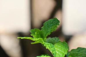 bela vista das folhas das plantas expostas ao orvalho da manhã foto