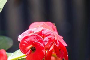 close-up da bela euphorbia milii, coroa de espinhos, chamada corona de cristo. coroa de flor de espinhos. flores frescas e frescas de euphorbia milii vermelhas expostas ao orvalho no jardim. foto