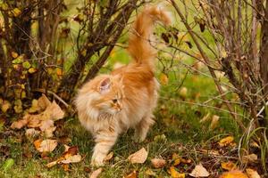 gato vermelho senta-se em folhas de outono amarelas foto