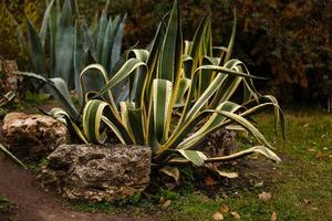 esquilo sentado ao lado do parque de outono de cactos foto