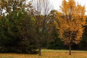 cena romântica de outono dourado com árvores sem, os caídos foto