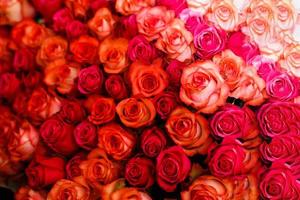 lindas rosas em um arranjo de flores, grandes rosas seguidas foto