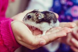 hamster de mãos dadas menina manteve postura que vai entregar para as pessoas que querem alimentar o hamster foto