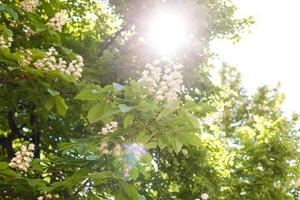 ramos de castanheiro em flor com raios de sol foto