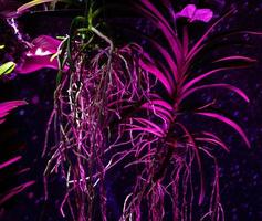 padrão floral flor luminosa floresce lírios em um fundo preto à noite. incrível folhagem da selva sem costura neon rosa luzes colagem de fotos para design floral.