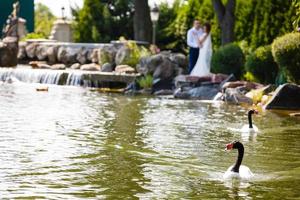 dois cisnes no lago contra o pano de fundo da noiva e do noivo foto