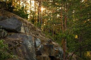 floresta de pinheiros de paisagem de verão na pedreira de pedra abandonada foto