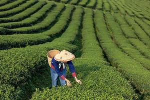 mulher asiática sênior em pano tradicional colhendo chá fresco de manhã em seu conceito de negócio de cultivo e plantação de chá ao lado da colina foto