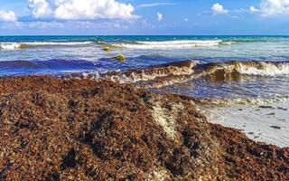 bela praia caribenha totalmente imunda, suja, desagradável, problema de algas, méxico. foto