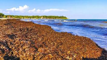 bela praia caribenha totalmente imunda, suja, desagradável, problema de algas, méxico. foto