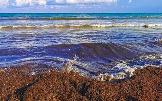 bela praia caribenha totalmente imunda, suja, desagradável, problema de algas, méxico. foto