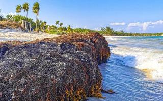 bela praia caribenha totalmente imunda, suja, desagradável, problema de algas, méxico. foto