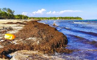 bela praia caribenha totalmente imunda, suja, desagradável, problema de algas, méxico. foto