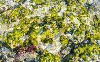 pedras rochas corais turquesa verde azul água na praia méxico. foto