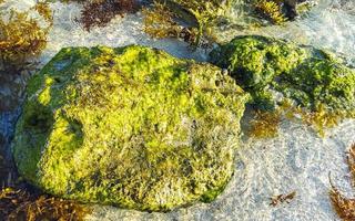 pedras rochas corais turquesa verde azul água na praia méxico. foto