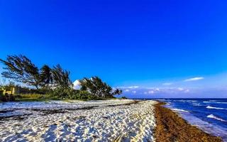 tropical caribe praia água algas marinhas sargazo playa del carmen mexico. foto