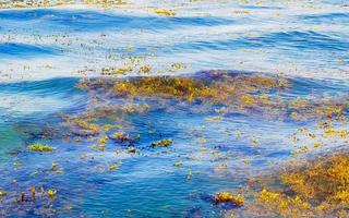 água de praia muito nojenta com algas vermelhas sargazo caribe méxico. foto