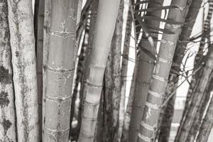 palmeiras de bambu verde amarelo rio de janeiro brasil. foto