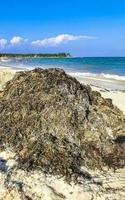 bela praia caribenha totalmente imunda, suja, desagradável, problema de algas, méxico. foto