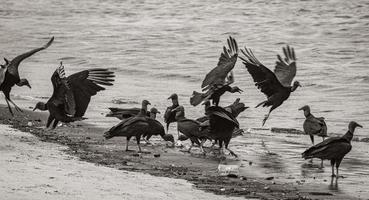 abutres-negros tropicais comem carcaça de peixes rio de janeiro brasil. foto