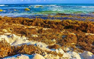 bela praia caribenha totalmente imunda, suja, desagradável, problema de algas, méxico. foto