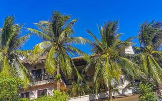 cocos de palmeira natural tropical céu azul no méxico. foto