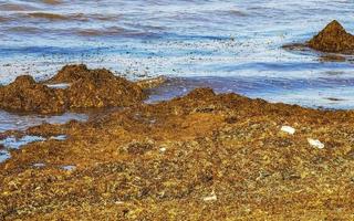 praia do caribe totalmente imunda suja problema de poluição de algas marinhas méxico. foto