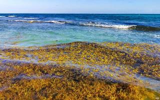 bela praia caribenha totalmente imunda, suja, desagradável, problema de algas, méxico. foto