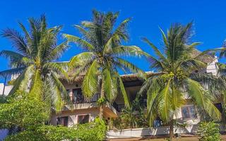 cocos de palmeira natural tropical céu azul no méxico. foto