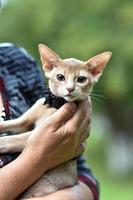 um jovem gato abissínio, fulvo está sentado nas mãos da anfitriã. foto