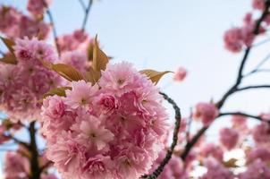 lindas flores de sakura rosa, contra o céu azul. flores de cerejeira. foto