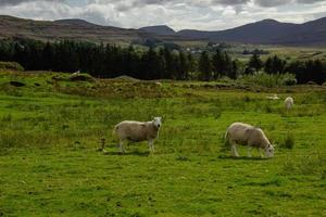 pasto de ovelhas na Escócia foto