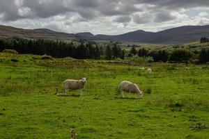 pasto de ovelhas na Escócia foto