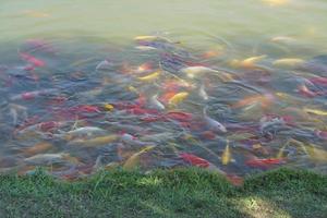 peixes koi coloridos na lagoa do parque foto