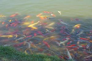 peixes koi coloridos na lagoa do parque foto