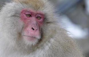 macaco da neve na província de nagano, japão foto