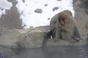 macaco da neve na província de nagano, japão foto