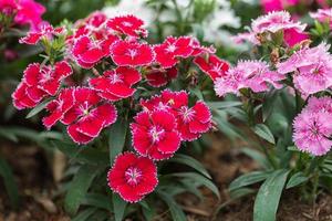 brilhante doce william flores dianthus barbatus flor em um jardim. flores de cravo foto