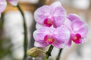 linda flor de orquídea florescendo na estação chuvosa. orquídea phanalenopsis foto